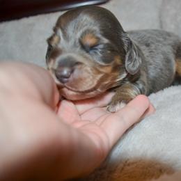 Gabby - Gray (blue) and tan female Dachshund puppy in Eufaula, Alabama from B’s Dachshunds