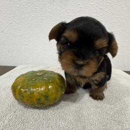 Romeo - Blue and gold male Yorkshire Terrier puppy in Portland, Oregon from Bohemian Beauty Yorkshire Terrier