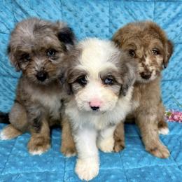 Miniature Australian Shepherd puppies from Buffalo River Puppies