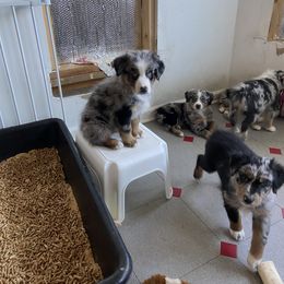 Australian Shepherd Puppies from BarberHof’s  Australian Shepherds
