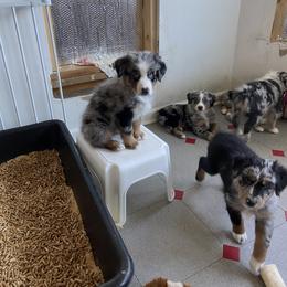 Australian Shepherd Puppies from BarberHof’s  Australian Shepherds