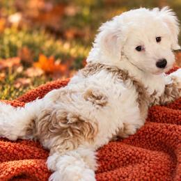 Sawyer - Apricot male Aussiedoodle puppy in Byron, Georgia from Southern Olive Doodles 🫒
