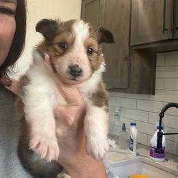 STARLA - White and sable female Shetland Sheepdog puppy in Canton, Texas from 2kg Shelties