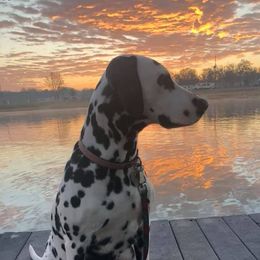 Piper - Dalmatian