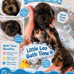 Leo - Cream male Dachshund puppy in Proctor, Montana from Blue Star Dachshunds