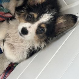 Aurora - Black and tan American Corgi puppy in Hopkinsville, Kentucky from Pardon My French Corgis