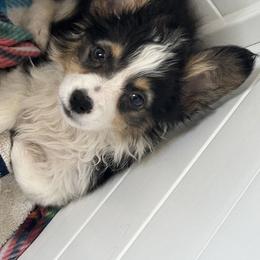Aurora - Black and tan American Corgi puppy in Hopkinsville, Kentucky from Pardon My French Corgis