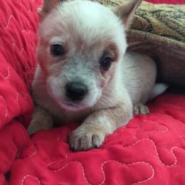 Cricket - Red mottled male Australian Cattle Dog puppy in Texarkana, Texas from Red Desert Australian Cattle Dogs