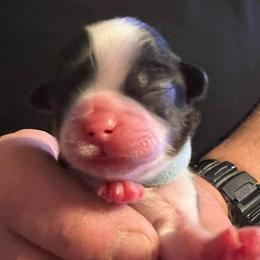 Lt Blue - Shelly - Brindle and white female Shih Tzu puppy in Mays Landing, New Jersey from Fancy Paws Shorkies & Shih Tzus