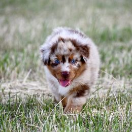 Australian Shepherd Puppies from Black Cow Kennels