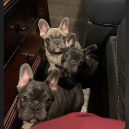 French Bulldog puppies from Stidham Family Kennels
