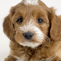 Lemon Drop - Red Australian Labradoodle puppy in Roseville, California from Darby Park Doodles