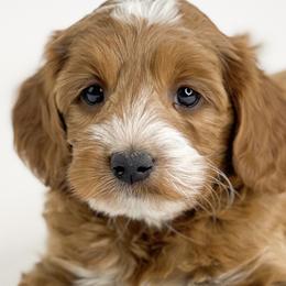 Lemon Drop - Red Australian Labradoodle puppy in Roseville, California from Darby Park Doodles