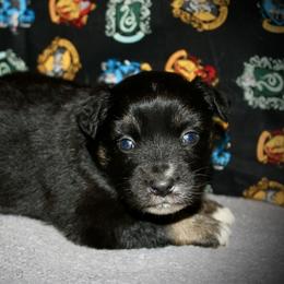Skittles - Black tri female Miniature Australian Shepherd puppy in El Dorado Springs, Missouri from HP Aussie Kennels