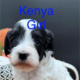 Kenya - Parti female Goldendoodle puppy in Hayden, Alabama from Agape Southern Farms