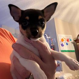 Misty Pup A - White black and tan male Toy Fox Terrier puppy in Clermont, Florida from Debbie Hiles's Toy Fox Terriers