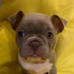 Boston Terriers from Southern Troutt Boston Terriers