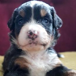Yvette - Tri-color female Bernedoodle puppy in Folsom, Louisiana from DoodlesFarmCo