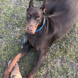 Doberman Pinscher All Grown Up from Blue Moon Dobermans