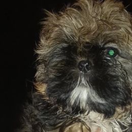 Boy 2 - Shih Tzu puppy in Birmingham, Alabama from K&D kennels