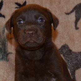 Christmas Foxy Girl - Chocolate female Labrador Retriever puppy in Spring Creek, Nevada from Badland Kennel