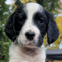 Haddeland Girl - Blue belton female English Setter puppy in Boise, Idaho from English Setters of the Eyrie