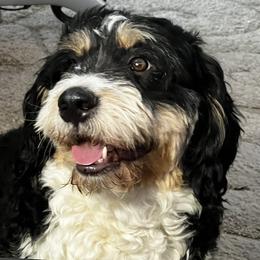 Bella - Bernedoodle