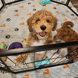 Doc - Apricot male Goldendoodle puppy in Forest, Ohio from Mini Doodle Buddies