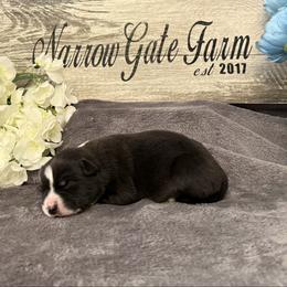 Crockett - Black and white male Border Collie puppy in Moody, Texas from Narrow Gate Farm