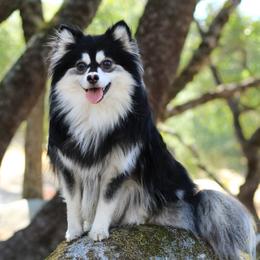 Sokka - Pomsky