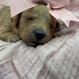 Lana - Red  female Goldendoodle puppy in Loveland, Colorado from Littledoodles2love
