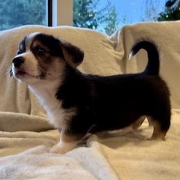 Espresso - Black and tan male Pembroke Welsh Corgi puppy in Beaverton, Oregon from Pordr Corgis