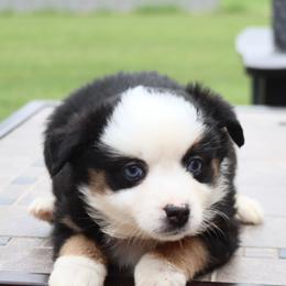 Bunny's Blue-eyed Black Tri Female - Black tri female Toy Australian Shepherd puppy in Leighton, Alabama from Isbell Land & Livestock, LLC