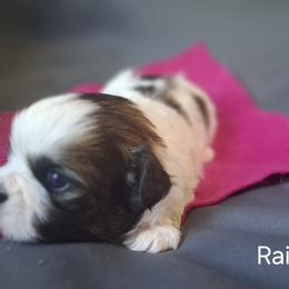 Rain - Black and white female Shih Tzu puppy in Montrose, Colorado from Gnomies Furry Friends
