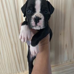Boy 3 - Brindle male Boxer puppy in Staatsburg, New York from Rumors of Luv Boxers