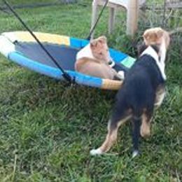 Collie Puppies from Nightstar Collies