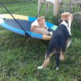 Collie Puppies from Nightstar Collies