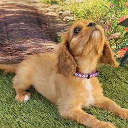 Cavalier King Charles Spaniels from Roger Jones