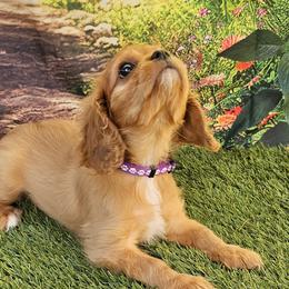 Cavalier King Charles Spaniels from Roger Jones