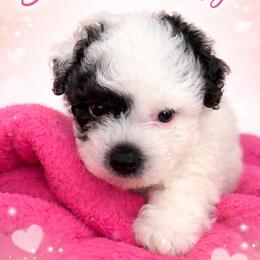 Spot - Black & white male Maltipoo puppy in Richmond, Texas from Kirksey Texas Elite Maltidoodles