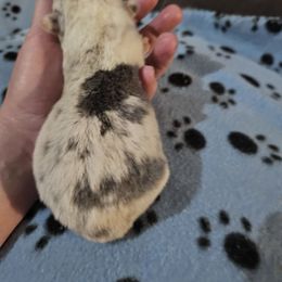 Elsa - Blue female Pembroke Welsh Corgi puppy in Pilot Rock, Oregon from L2H Corgi's