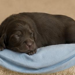 Hershey - Chocolate male Dachshund puppy in Mountainburg, Arkansas from Farm House miniatures