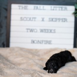 Labrador Retriever and Portuguese Water Dog Puppies from Hilltop Portuguese Water Dogs