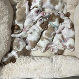 Cavalier King Charles Spaniel Puppies from Erickson Cavaliers