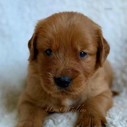 Theodore - Dark golden male Golden Retriever puppy in La Verne, California from 4LoveofGoldens