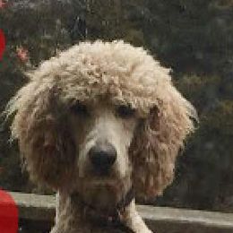 Goldendoodles and Poodles from Doodles by Debra