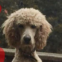 Goldendoodles and Poodles from Doodles by Debra