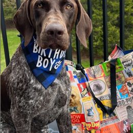 "Jude- A litter- active family companion that enjoys hiking & kayaking " German Shorthaired Pointer All Grown Up from Kuhl Palmer Kennels