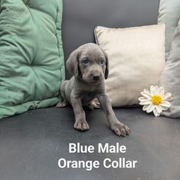 Bart - Blue male Weimaraner puppy in Evart, Michigan from Drehbar Weimaraners