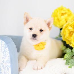 Misaki Cream Boy - Cream male Shiba Inu puppy in Neosho, Missouri from Sunny Terrace Shibas